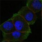 DAXX Antibody